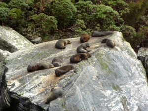 A collection of cuddly NZ Fur Seals